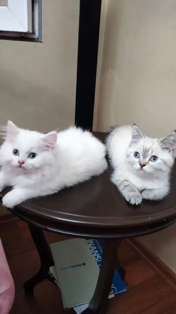 Mavi Gözlü Saf Sevgi Yumakları Kediler