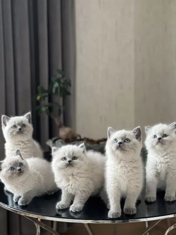 Hemen Teslim British Shorthair Blue Point