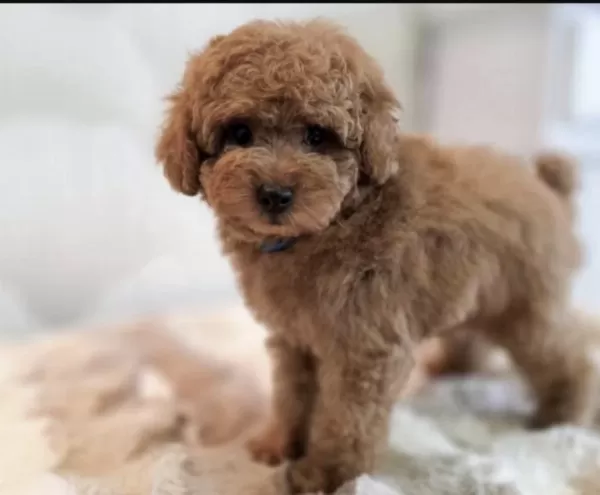 Harika Toy Poodle Köpeği