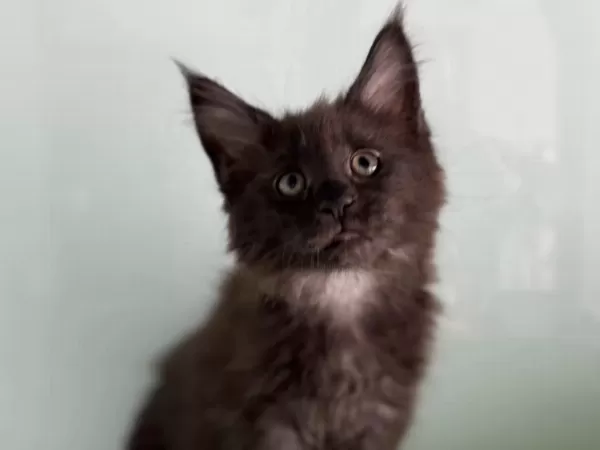 Son Dişi Aşılı Karneli Maine Coon Yavrularımız