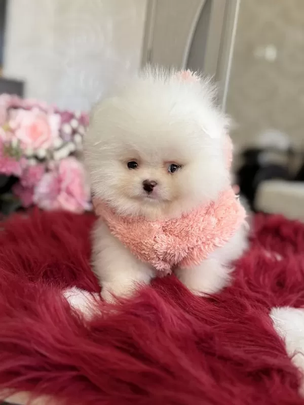 Teacup Ayıcık Pomeranian