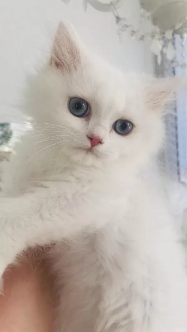 Kar Beyaz British Longhair Mavi Gözlü Yakışıklı