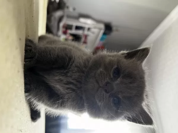 Saf Kan British Shorthair Yavruları