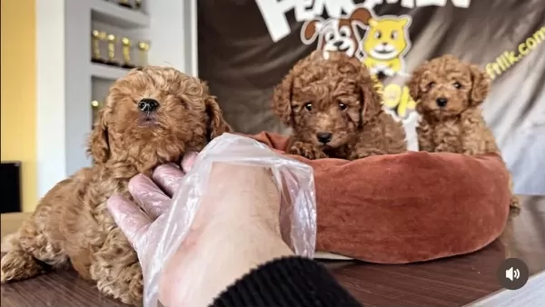 Wv Eğitimli Maltipo Yavrular Maltese Toy Poodle Ankara Da
