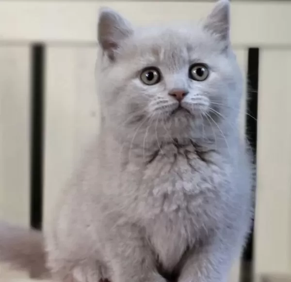 British Shorthair Lilak Yavrularim