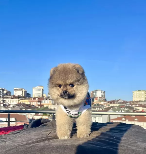 Ayi Surat Pomeranian Boo Yavrular