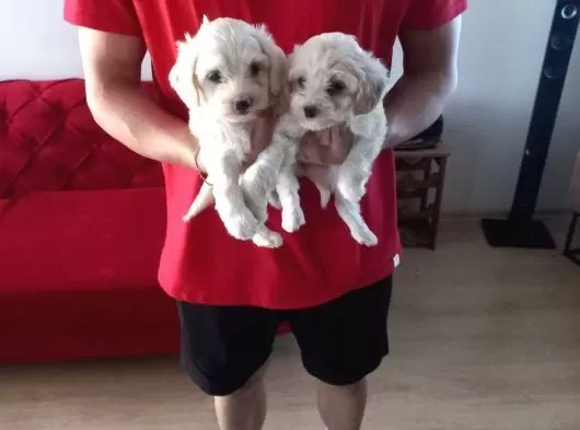 Ev Doğumu Maltipoo Yavrularımız
