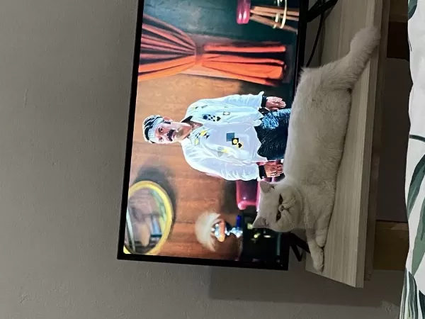 Kedimiz Pirinç Sahiplendiriyoruz