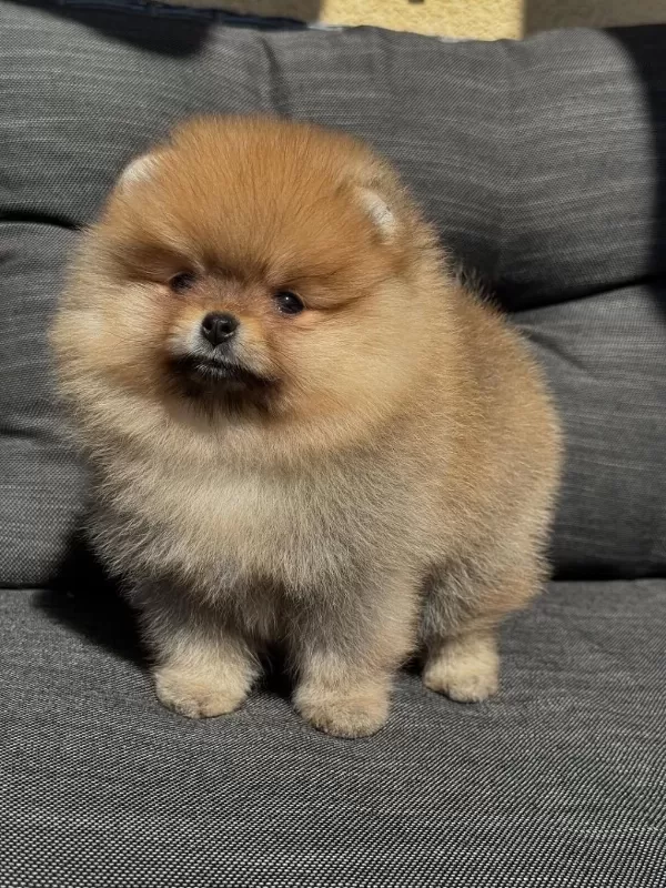 Güzeller Güzeli Pomeranian Bebekler