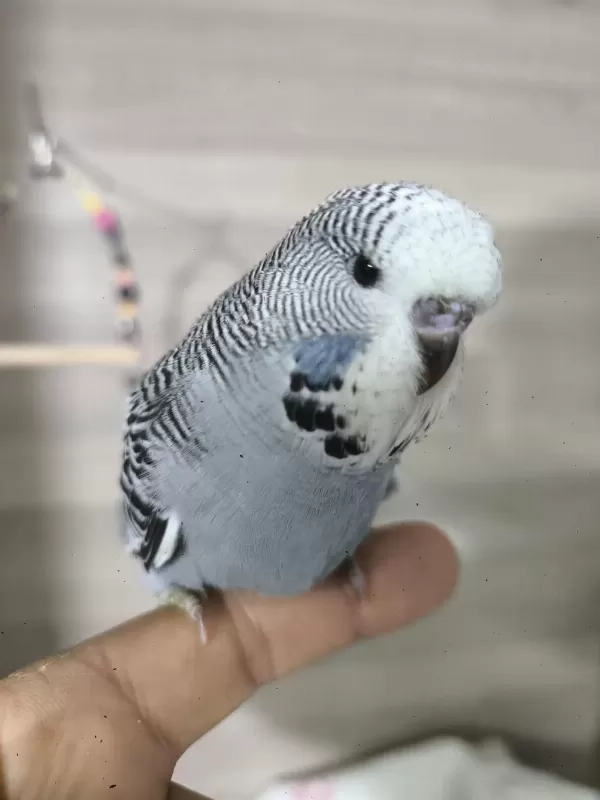 Bebek Muhabbet Kuşları