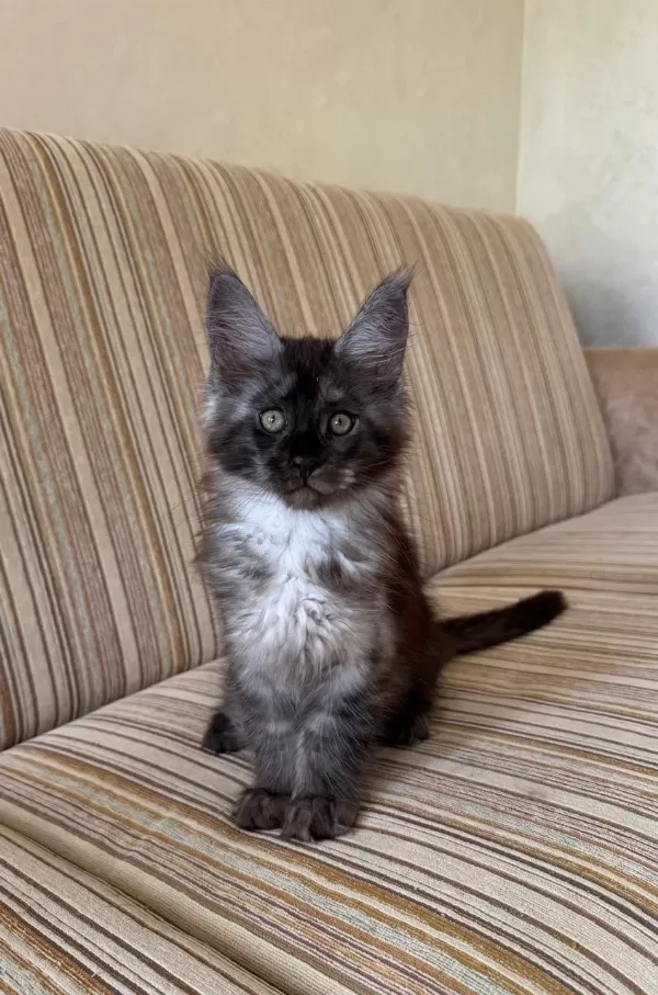 Dev Black Smoke Erkek Maine Coon
