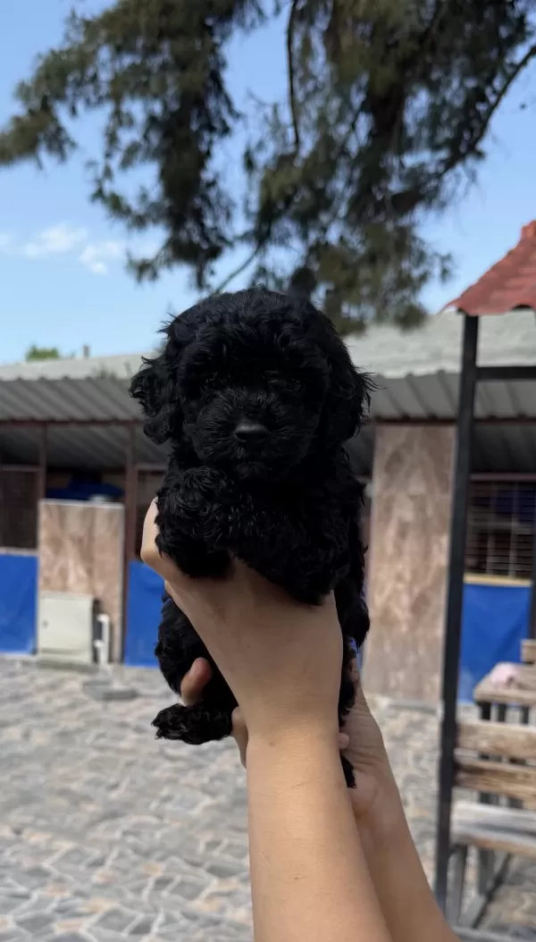 Siyah Toypoodle Zeytin Gözlü Şirin Yavrular