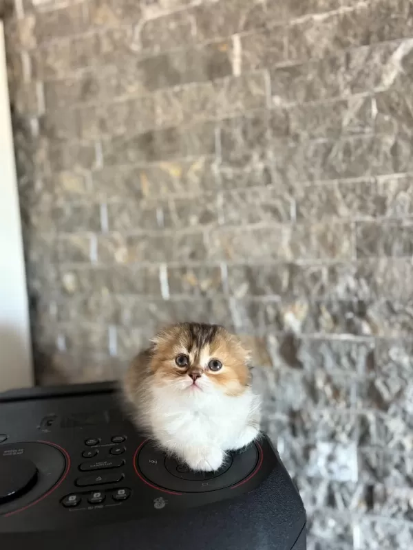 Scottish Fold Sevimli Yavrularim