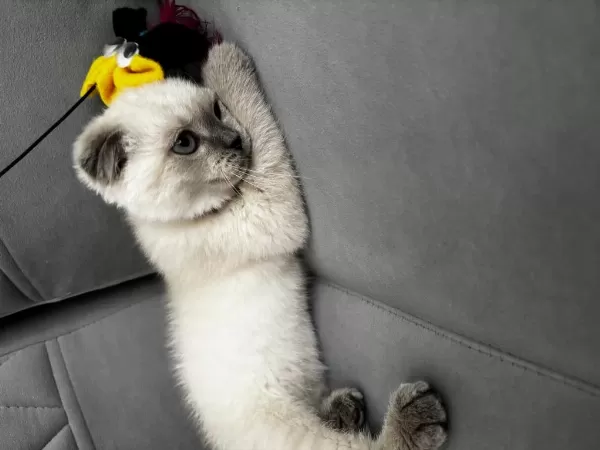 Scottish Fold Blue Point 3 Aylık Kedimiz