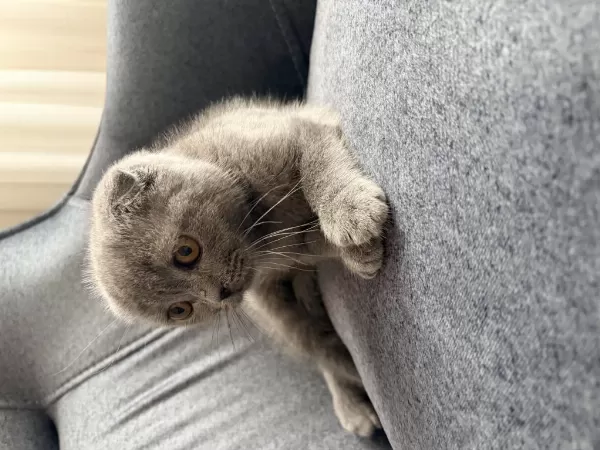 Ücretsiz 2 Aylık Scottish Fold Yavru Kedimiz