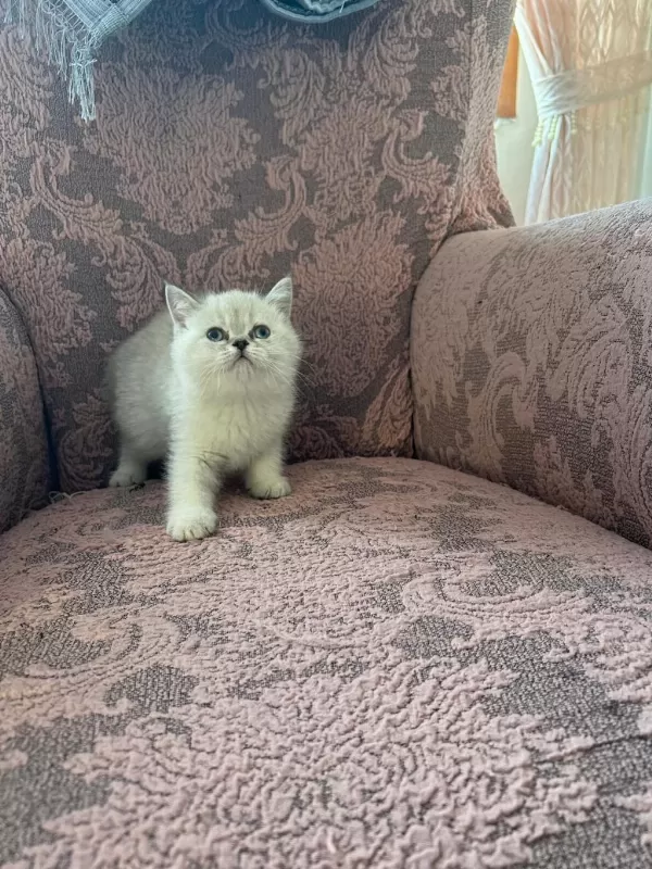 British Shorthair Blue Point