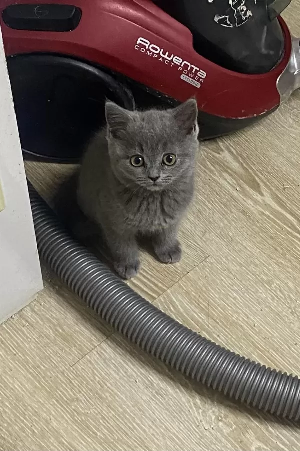 İrk Ve Sağlık Garantili British Shorthair