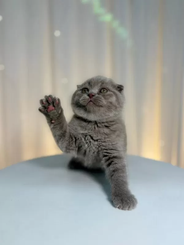 İrk Ve Sağlik Garantili Scottish Fold Yavrularımız