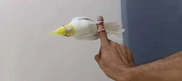 Harika Lutino Sultan Papağanı