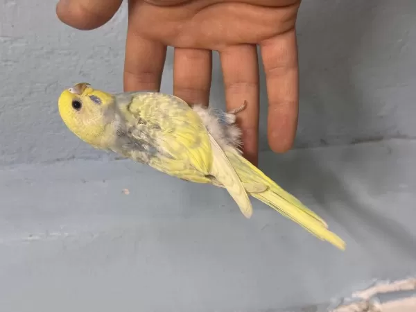 Sağlıklı Konuşturmalık Muhabbet Kuşu Bebekler