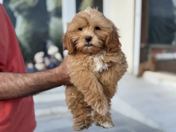 Wc Eğitimli Maltipoo Yavrularımız Ziyarete Açık