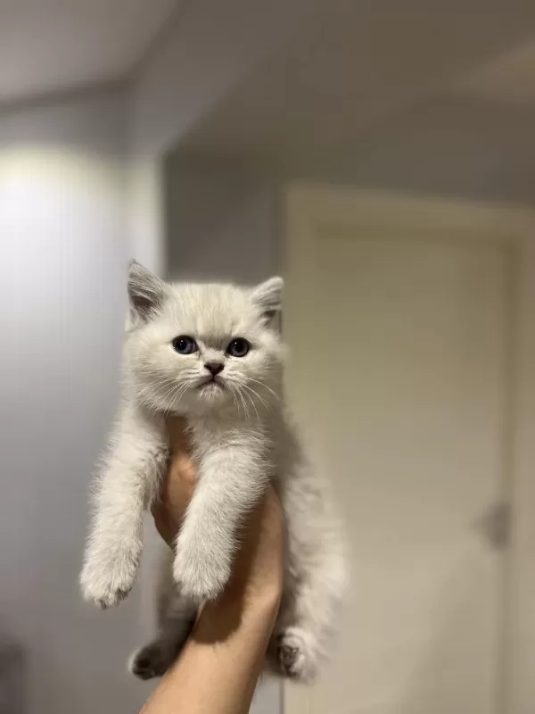 Evinizin Neşesi British Shorthair Yavrular