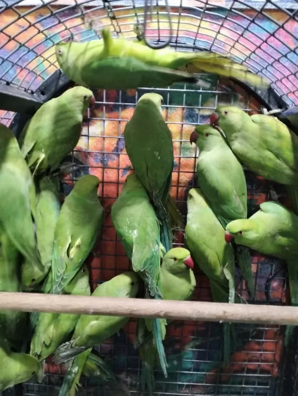 Kapalı Bilezik Pakistan Papağanları
