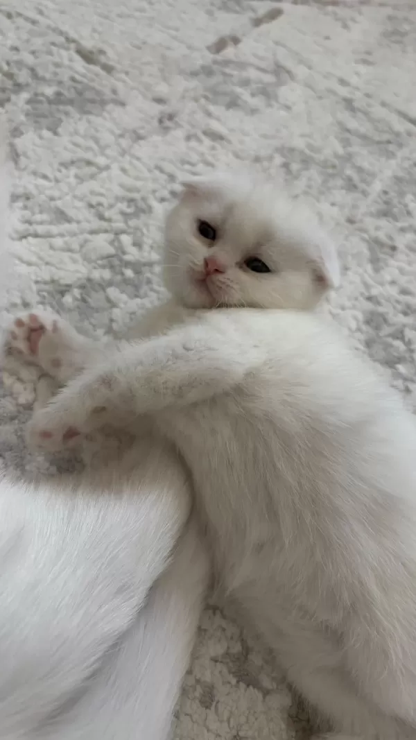 Sağlıklı Scottish Fold