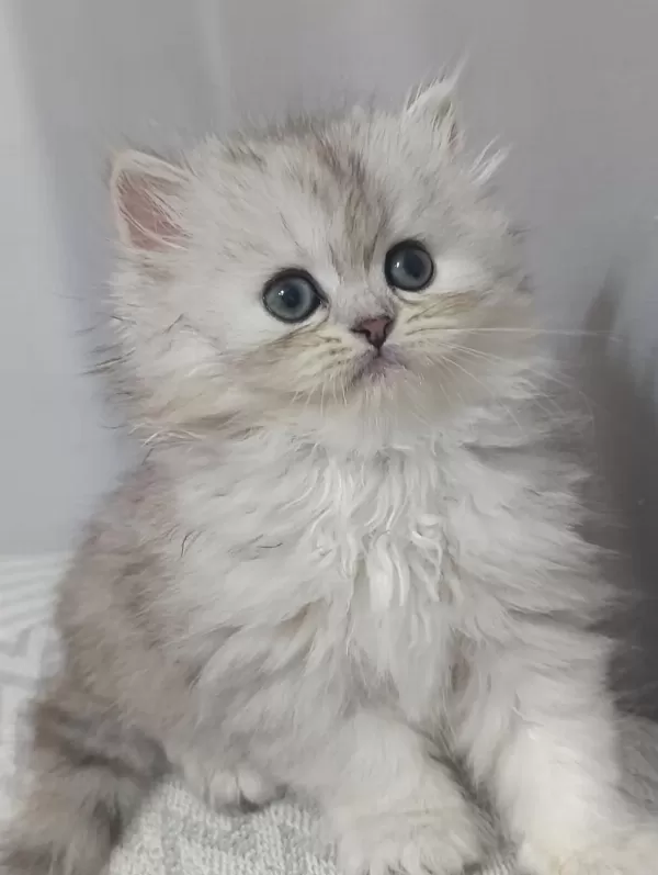 Dişi British Longhair Silver Point Yavru