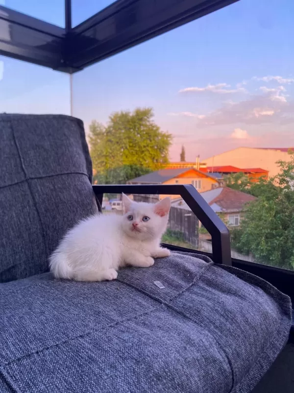 Pamuk Gibi Yavru Kedimiz