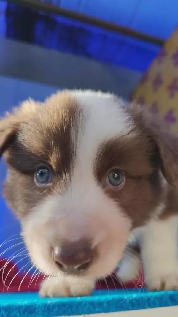 Orjinal Border Collie Yavrularımız