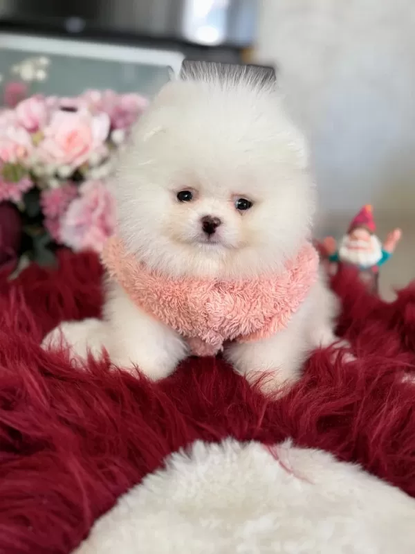 Teacup Ayıcık Pomeranian