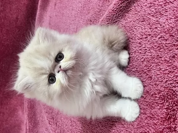 İran Persian 40 Günlük