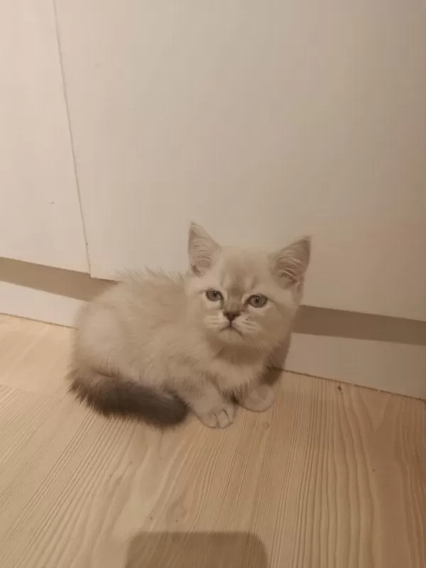 3 Aylık British Shorthair Yavrular