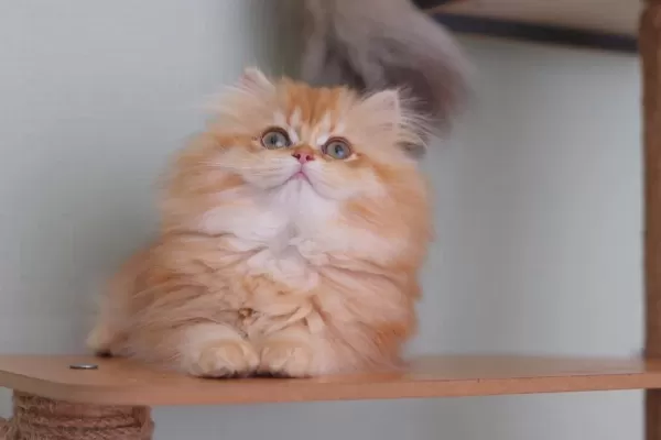 British Longhair Safkan Dişi