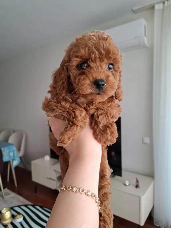 Fırsat Yavruları Evde Büyüyen Toy Poodle Bebekler