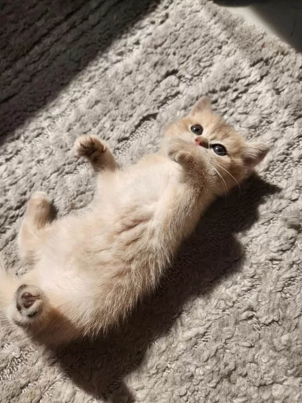 British Shorthair Golden Ay12