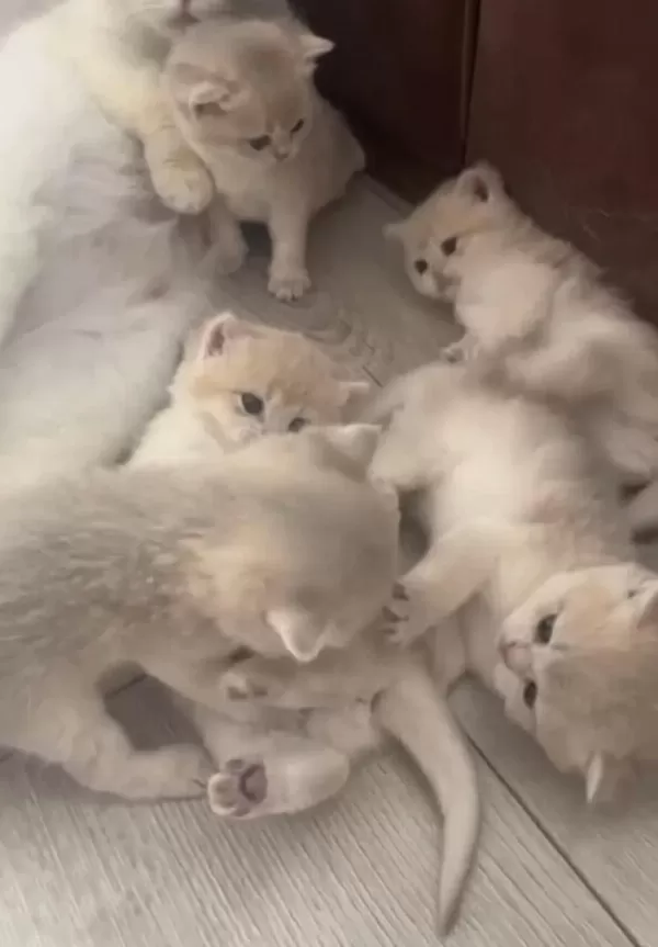 Muhteşem Safkan British Shorthair Golden