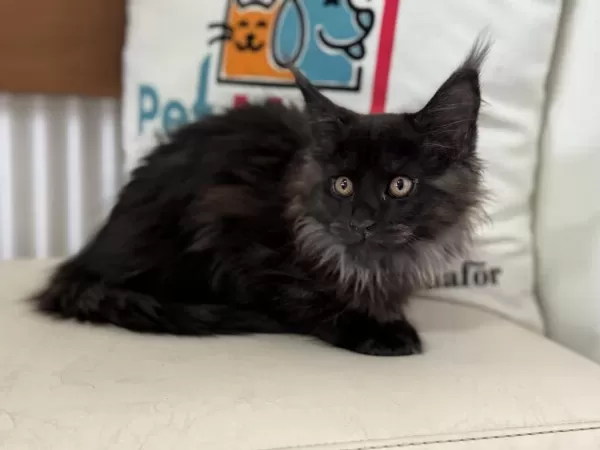 Çok Özel Black Smoke Maine Coon Yavrularımız