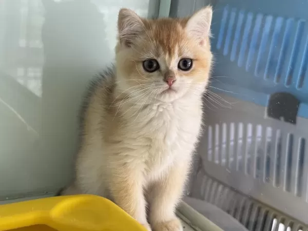 En Güzel Ny12 Golden British Shorthair Yavrumuz