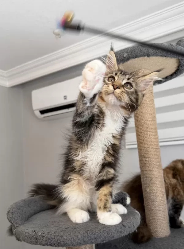 Xxxl Maine Coon 2209 Dişi