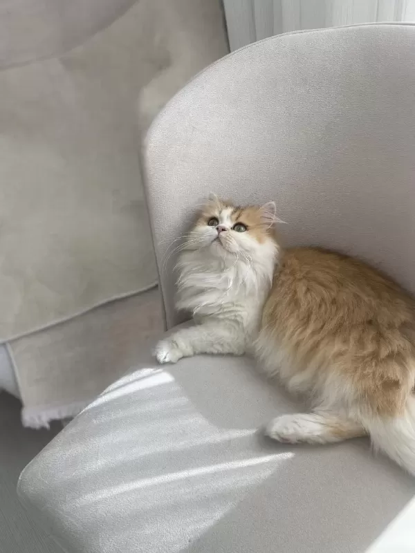 Muhteşem Güzellikte British Longhair