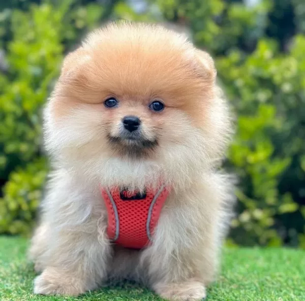 Sevimli Pomeranian Boo Yavrularımız