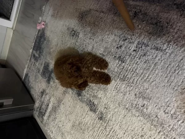 Kore Teacup Erkek Poodle