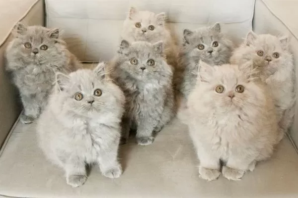 British Shorthair Yavrular Evinizin Neşesi Olacaktır