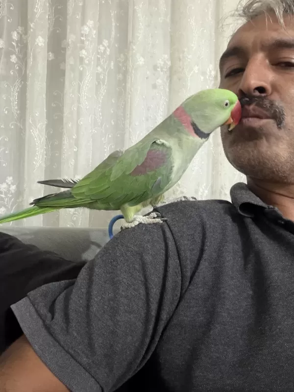 Tam Bir Beyefendi Akıl Küpü Alexander Papağanı
