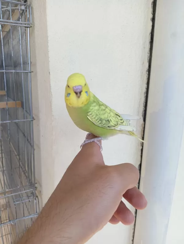 Rengarenk Muhabbet Kuşu Yavrular