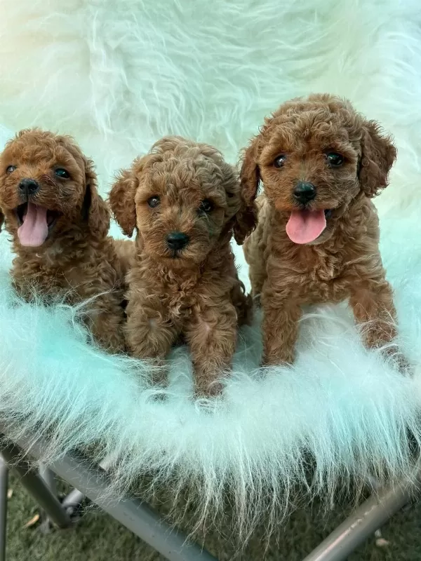 Ziyarete Açik Erkek Dişi Poodle Bebekler
