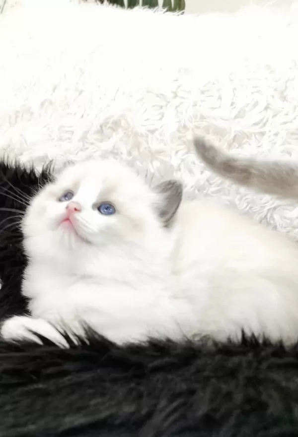 Safkan Ragdoll Yavrular