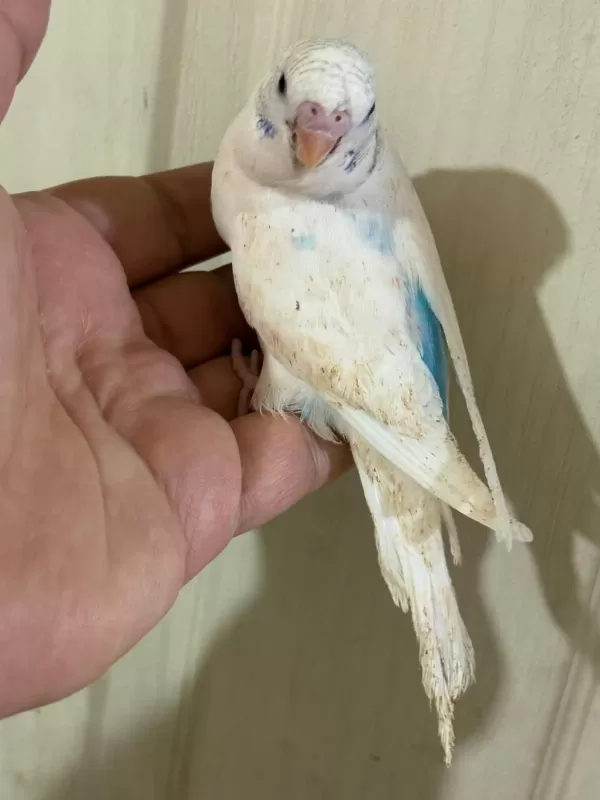 29-33 Günlük Arasi Yeni Yeme Düşen Kuşlarim